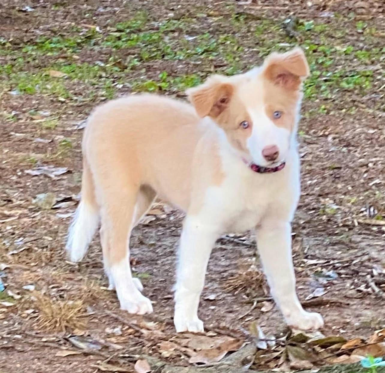 Willow the Border Collie